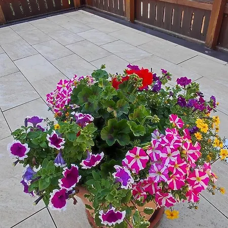 Alpina Neustift Penzion 4*